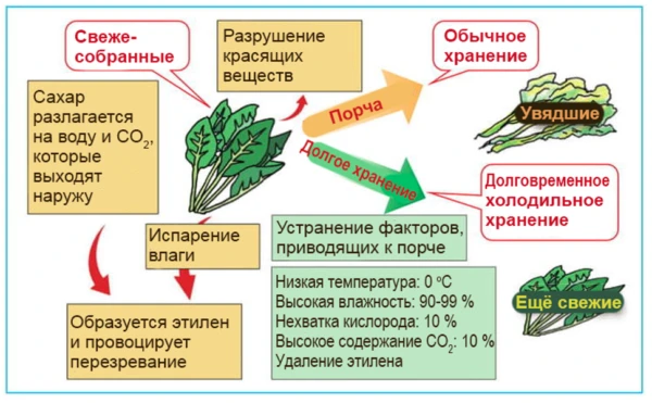 Факторы, приводящие к порче фруктов и овощей.png